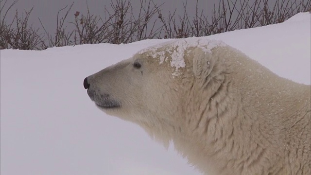 加拿大马尼托巴省丘吉尔市雪地里的北极熊窝视频素材