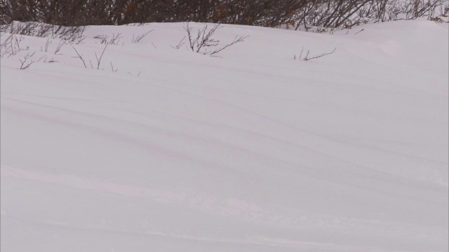 加拿大马尼托巴省丘吉尔市雪地里的北极熊窝视频素材