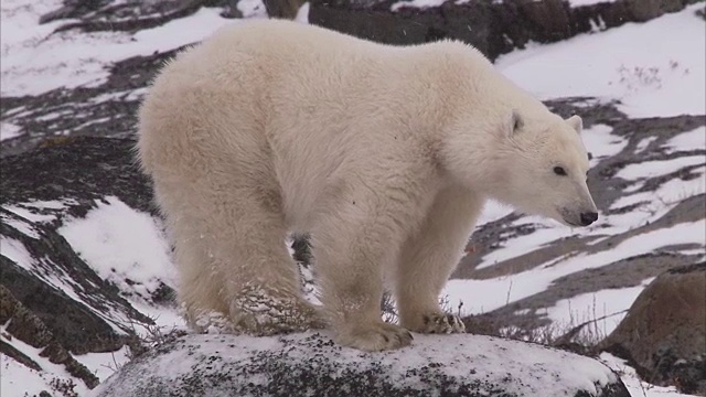 加拿大马尼托巴省丘吉尔市，北极熊在雪地上行走视频素材