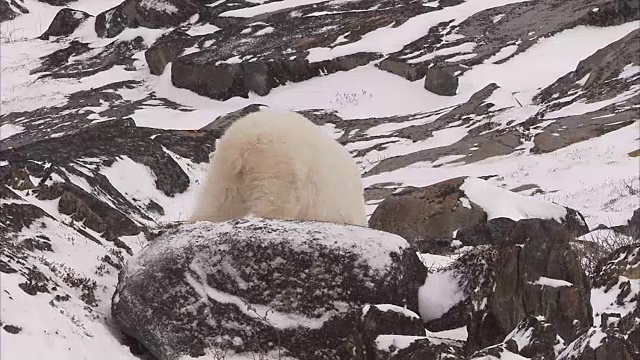 加拿大马尼托巴省丘吉尔市，北极熊在雪地上行走视频素材