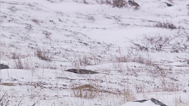 加拿大马尼托巴省丘吉尔市，一只北极熊躺在冰雪覆盖的苔原上视频素材