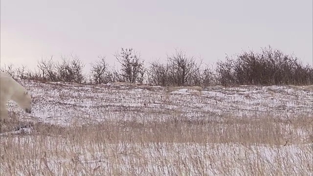 加拿大马尼托巴省丘吉尔市，北极熊在雪地上行走视频素材