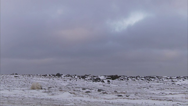 加拿大马尼托巴省丘吉尔市，北极熊在雪地上行走视频素材