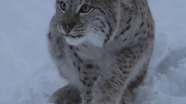 挪威雪地里，一只山猫正在舔一只爪子。视频素材