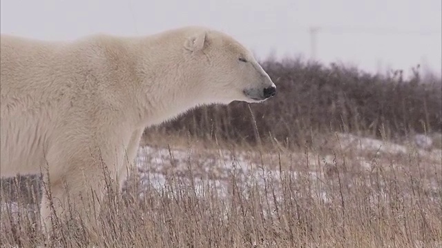 加拿大马尼托巴省丘吉尔市，北极熊在雪地上行走视频素材