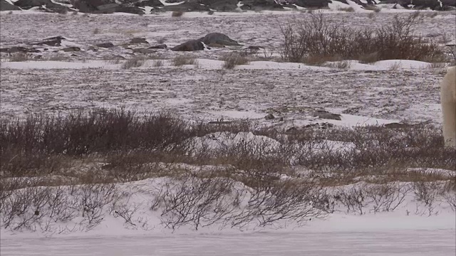 加拿大马尼托巴省丘吉尔市，北极熊在雪地上行走视频素材