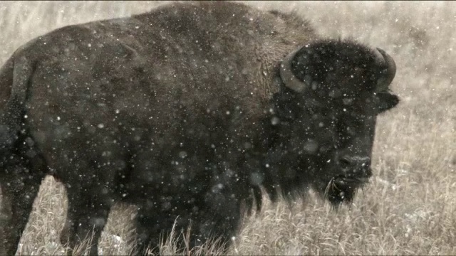 慢动作野牛在雪2视频素材