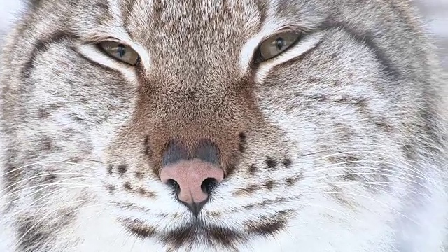 挪威北部森林里的山猫特写视频素材