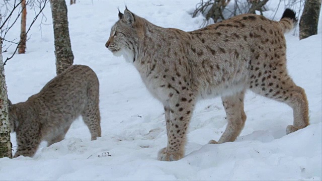 挪威，一只山猫漫步在白雪皑皑的北方针叶林里视频素材