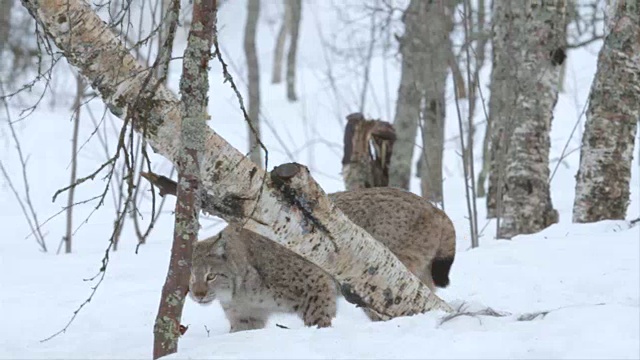 挪威雪原森林里，一只山猫从树上走下来寻找食物视频素材