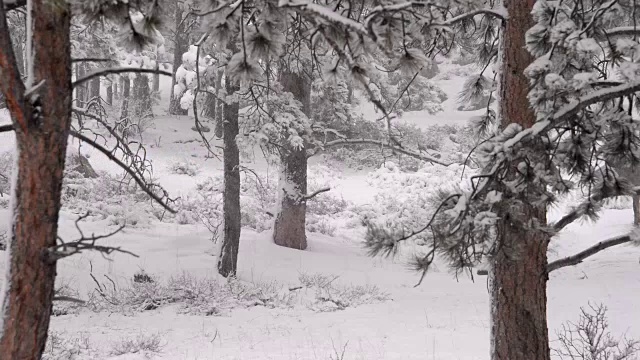 落基山国家公园冬季大雪期间的麋鹿视频素材