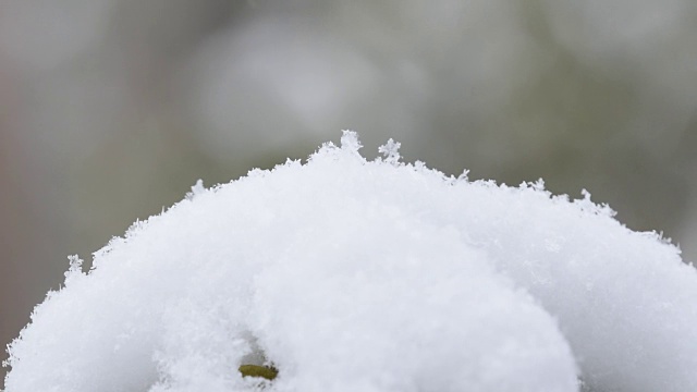 雪花落在杜鹃花的叶子上视频素材