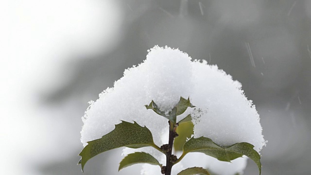 冬青叶上的雪视频素材