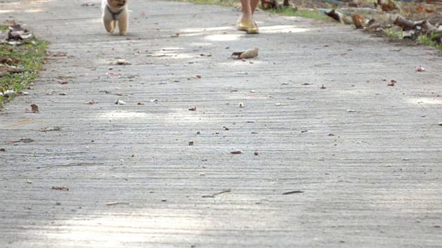 博美犬慢跑，慢动作视频素材