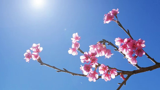 粉红色的花朵特写，蓝色的天空，4k(超高清)视频素材