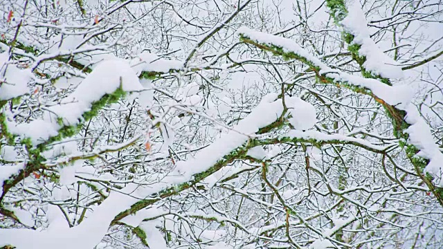 树林里的雪视频素材