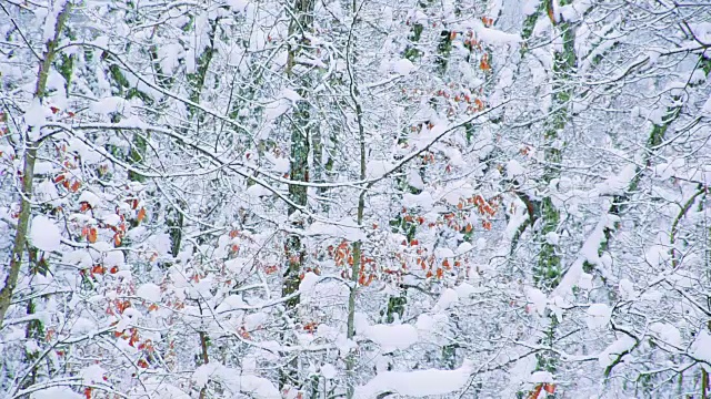 森林公园里下雪了视频素材