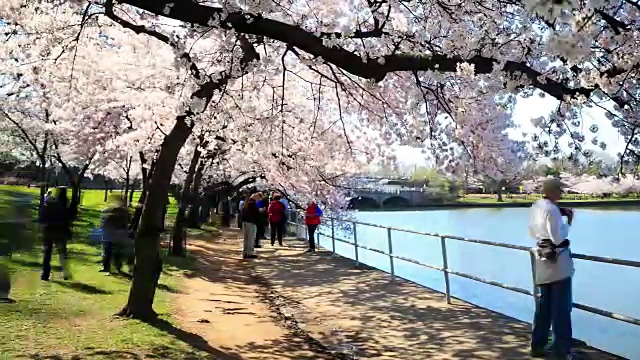 4K时光流逝:樱花节视频素材