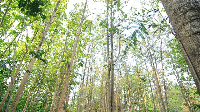 柚木种植园视频素材