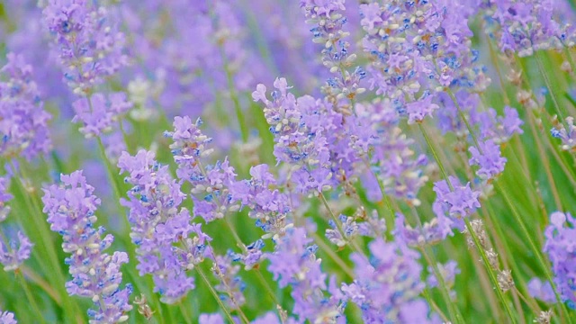 蜜蜂在薰衣草花上视频素材