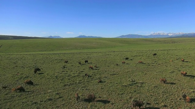 美国科罗拉多州开阔草地上的野牛鸟瞰图视频素材