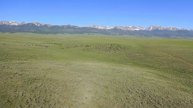 美国科罗拉多州开阔草地上的野牛鸟瞰图视频素材