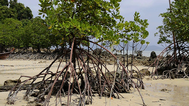 泰国董巢海国家公园/科克拉丹海岸红树林视频素材