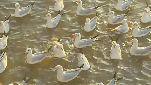 黄昏时海面上的一群海鸥视频素材