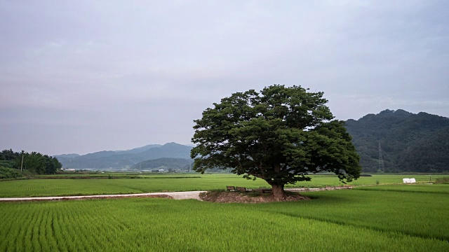 日落时分，萨尔科娃和田野的宁静景色视频素材