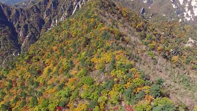 鸟瞰图覆盖了许多枫树在雪山山国家公园秋天视频素材