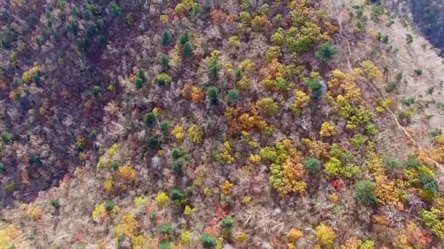 鸟瞰图的雪山国家公园覆盖了许多枫树在秋天视频素材