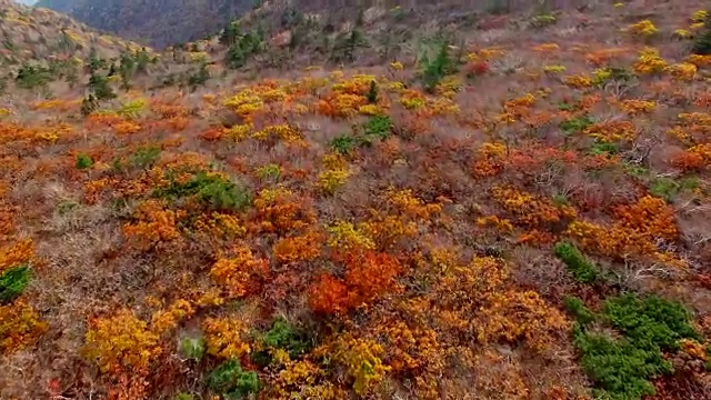 鸟瞰图的雪山国家公园覆盖了许多枫树在秋天视频素材