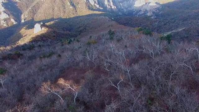 鸟瞰图覆盖了许多枫树在雪山山国家公园秋天视频素材