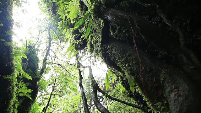 高清摄影:深热带雨林视频素材