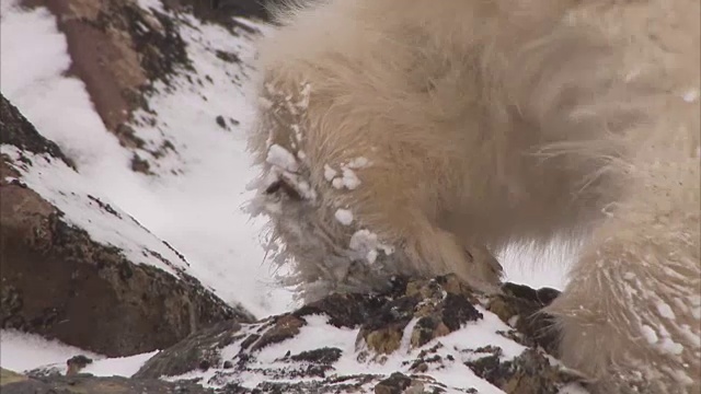 加拿大马尼托巴省丘吉尔市，北极熊蜷缩在雪地里视频素材