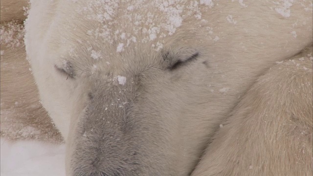 加拿大马尼托巴省丘吉尔市雪地里的北极熊窝视频素材