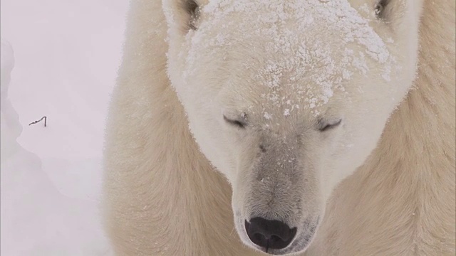 加拿大马尼托巴省丘吉尔市雪地里的北极熊窝视频素材