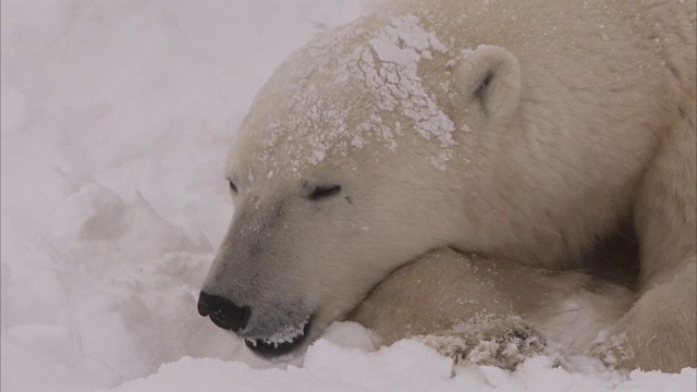 加拿大马尼托巴省丘吉尔市雪地里的北极熊窝视频素材