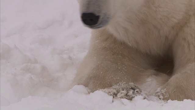 加拿大马尼托巴省丘吉尔市雪地里的北极熊窝视频素材