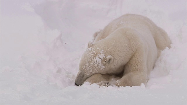 加拿大马尼托巴省丘吉尔市雪地里的北极熊窝视频素材