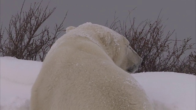 加拿大马尼托巴省丘吉尔市雪地里的北极熊窝视频素材