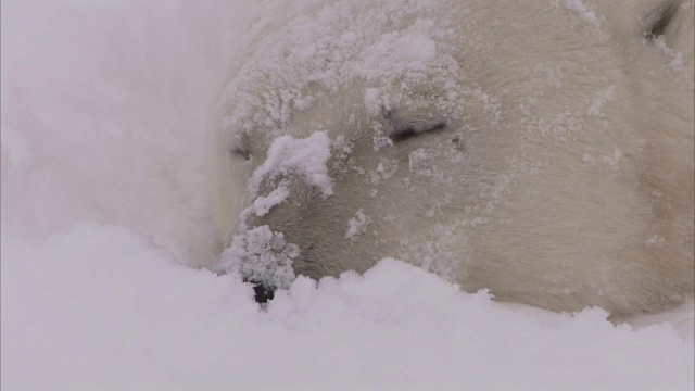 加拿大马尼托巴省丘吉尔市雪地里的北极熊窝视频素材