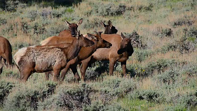 麋鹿(Cervus elaphus nelsoni)在落基山国家公园放牧视频素材