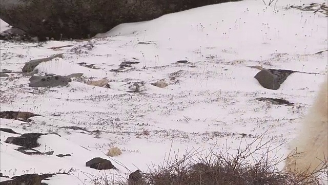 加拿大马尼托巴省丘吉尔市，北极熊在雪地上行走视频素材