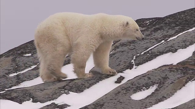 加拿大马尼托巴省丘吉尔市，北极熊在雪地上行走视频素材