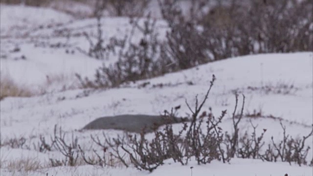 加拿大马尼托巴省丘吉尔市，北极熊在雪地上行走视频素材