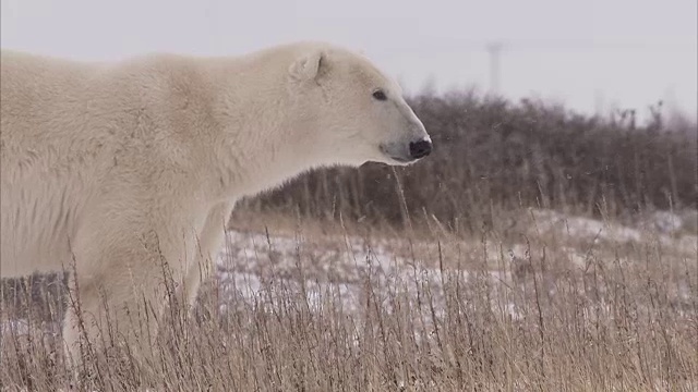 加拿大马尼托巴省丘吉尔市，北极熊在雪地上行走视频素材