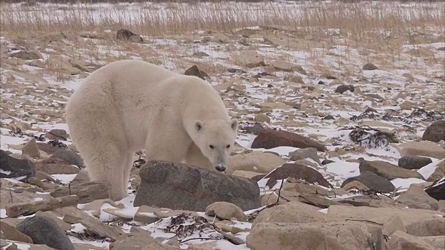 加拿大马尼托巴省丘吉尔市，北极熊在雪地上行走视频素材