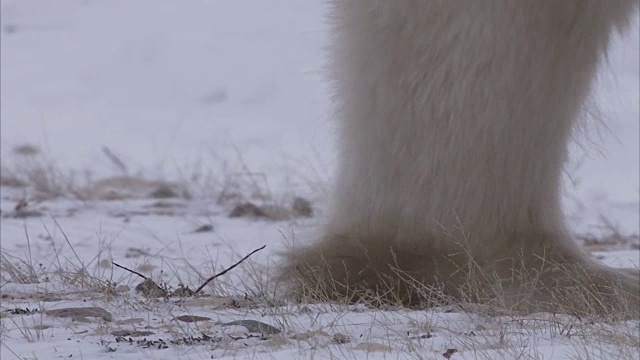 加拿大马尼托巴省丘吉尔市，北极熊在雪地上行走视频素材