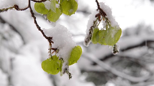 白杨树的叶子在春雪中被覆盖视频素材